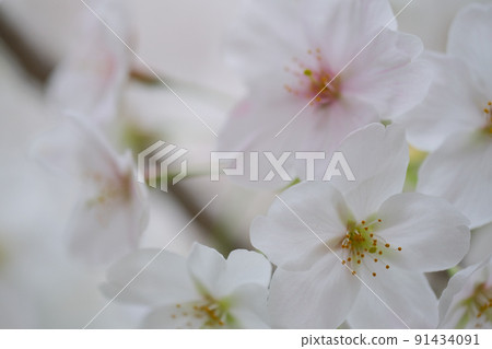 櫻花盛開 櫻花盛開 91434091