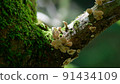 Mushrooms growing in trees 91434109