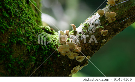 Mushrooms growing in trees 91434109