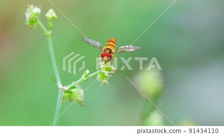 哈納布吮吸蜂蜜 91434110