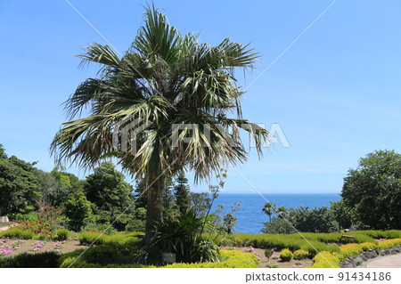 View of the flower garden 91434186