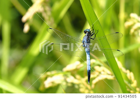 Orthetrum albisum（雄性）棲息在水稻上 91434505