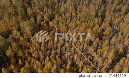 Autumn yellow forest in Ural Autumn yellow forest in Ural 91434819