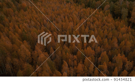 Autumn yellow forest in Ural 91434821