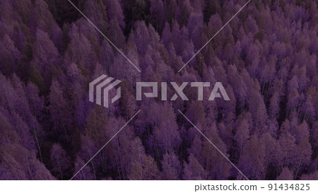 Fantasy autumn purple forest in Ural 91434825