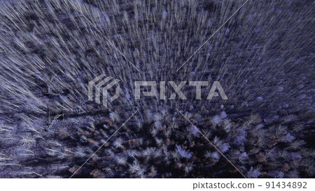 Closeup of fantasy blue autumn forest Closeup of fantasy blue autumn forest 91434892