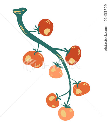 Tomatoes on a branch. Plant tomatoes red green, vegetable garden, crop. Hand drawn vector illustration isolated on white. 91435799