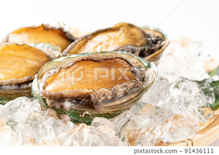 Live abalone Live abalone 91436111