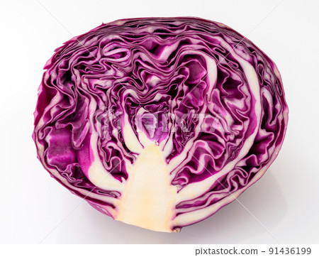Purple cabbage red cabbage 91436199