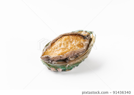 Live abalone Live abalone 91436340
