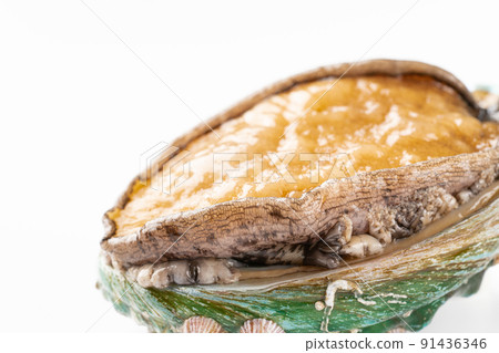 Live abalone Live abalone 91436346