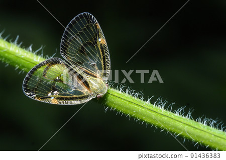 Scuba Hagoromo 91436383