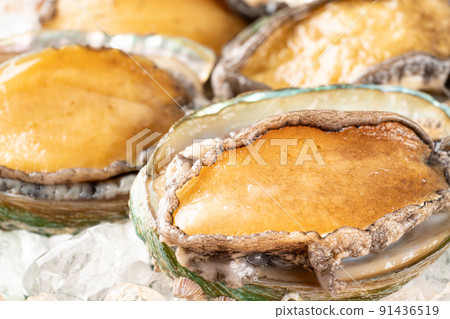 Live abalone Live abalone 91436519