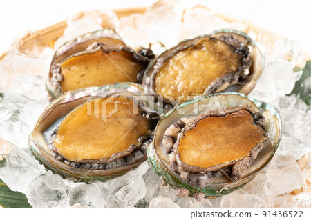 Live abalone 91436522