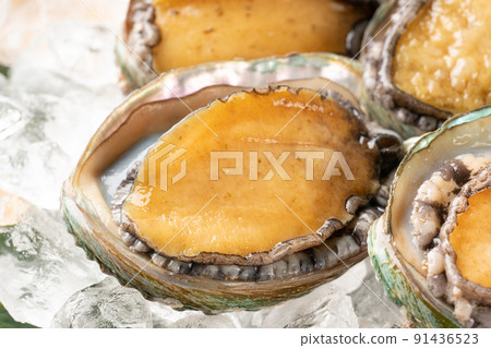 Live abalone Live abalone 91436523
