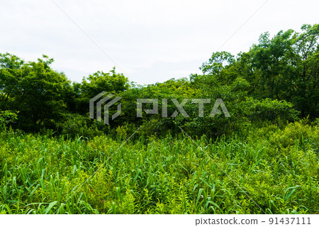 Forest around Lake Utonai Forest around Lake Utonai 91437111