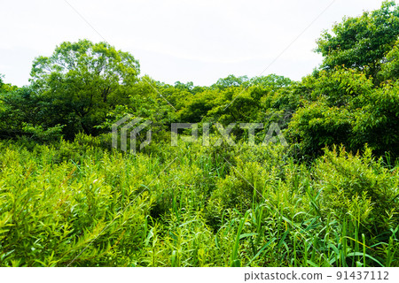 Forest around Lake Utonai 91437112