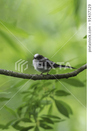 Young long-tailed tit just after fledging Young long-tailed tit just after fledging 91437129