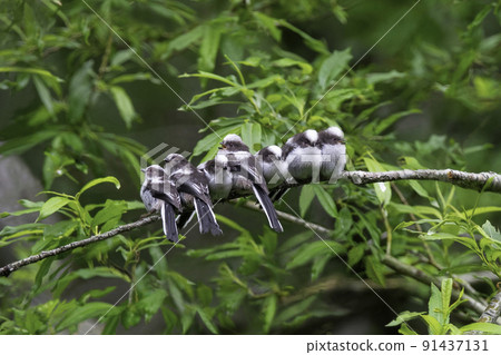 年輕的長尾山雀剛剛羽化 91437131