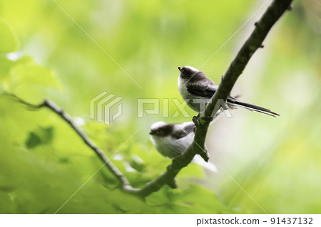Young long-tailed tit just after fledging Young long-tailed tit just after fledging 91437132