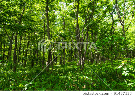 Forest around Lake Utonai Forest around Lake Utonai 91437133
