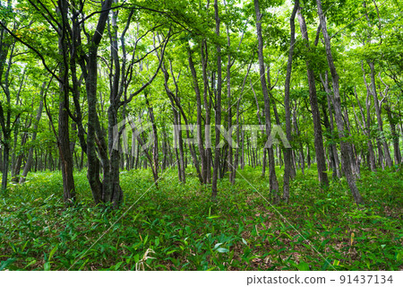 烏託內湖周圍的森林 91437134