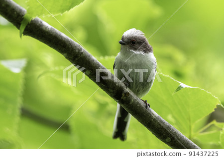 Young long-tailed tit just after fledging Young long-tailed tit just after fledging 91437225