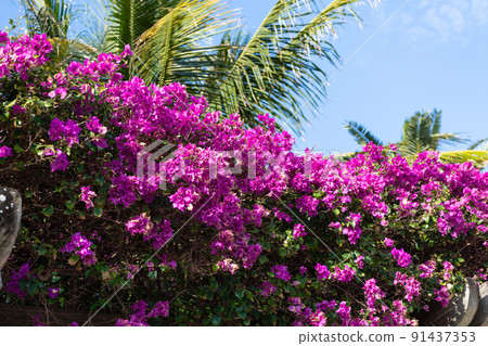 Blooming paperflower or bougainvillea glabra flowers with magenta petals and green palm leaves 91437353