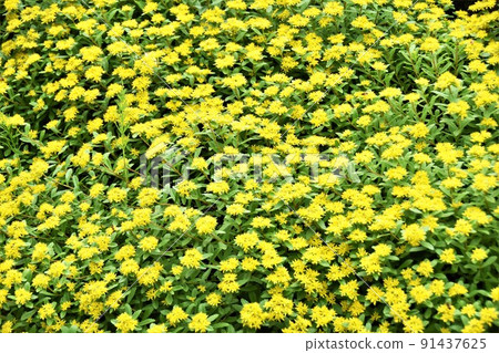 黃色紅景天玫瑰花 91437625