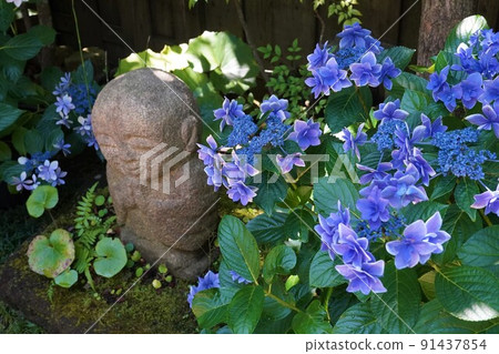 鎌倉長谷寺的和平地藏和繡球花 鎌倉長谷寺的和平地藏和繡球花 91437854