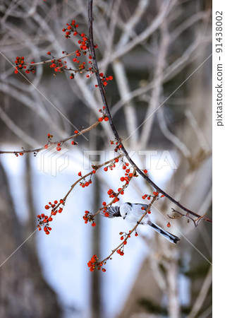 Rowan and flapping long-tailed tit vertical position Rowan and flapping long-tailed tit vertical position 91438002