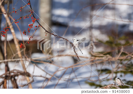 Rowan and flapping long-tailed tit 91438003