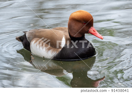 Red-crested pochard on the pond, Netta rufina 91438041