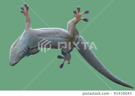Bottom view of a gecko. Standing's day gecko, Phelsuma standingi Bottom view of a gecko. Standing's day gecko, Phelsuma standingi 91438045