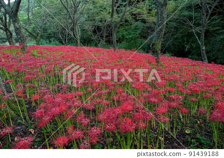 Cluster of red cluster amaryllis Cluster of red cluster amaryllis 91439188