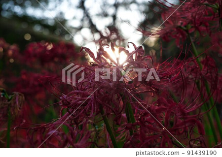 Cluster of red cluster amaryllis Cluster of red cluster amaryllis 91439190