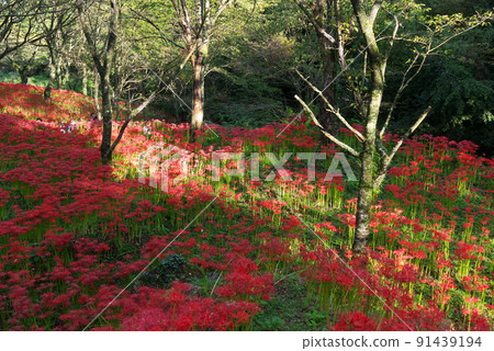 群紅色春分週花 群紅色春分週花 91439194