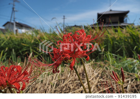 紅叢孤挺花在田間開花 91439195
