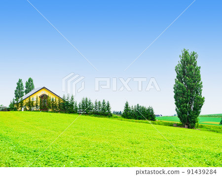 Summer Hokkaido Biei hill view 91439284