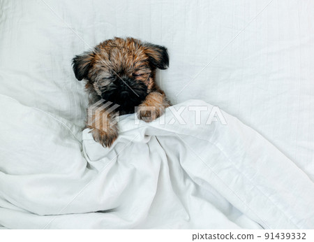 sleeping brussels griffon puppy red color lies under a white blanket 91439332