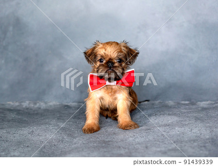 Brussels griffon puppy with a red bow tie on the neck on a gray background Brussels griffon puppy with a red bow tie on the neck on a gray background 91439339