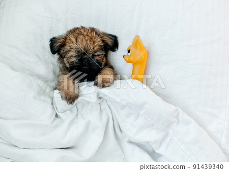 sleeping brussels griffon puppy red color lies under a white blanket sleeping brussels griffon puppy red color lies under a white blanket 91439340