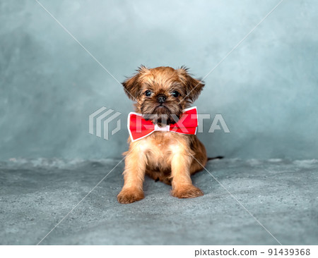 Brussels griffon puppy with a red bow tie on the neck on a gray background Brussels griffon puppy with a red bow tie on the neck on a gray background 91439368