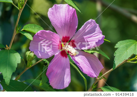 Pink flowers of Hibiscus moscheutos plant close-up. Hibiscus moscheutos, swamp hibiscus, 91439418