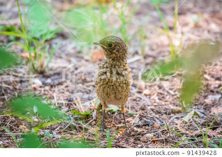 The common redstart, Phoenicurus phoenicurus, young bird, is sitting on a ground against a blurred background. 91439428