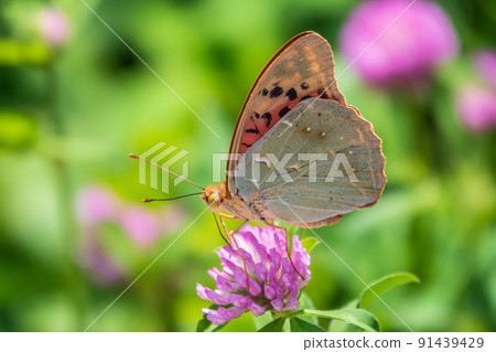 The dark green fritillary butterfly collects nectar on flower. Speyeria aglaja is a species of butterfly in the family Nymphalidae. 91439429