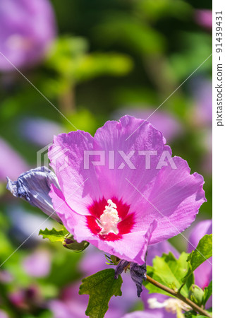 Pink flowers of Hibiscus moscheutos plant close-up. Hibiscus moscheutos, swamp hibiscus, 91439431