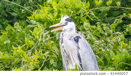 Gray heron 91440057