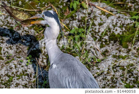 Gray heron Gray heron 91440058