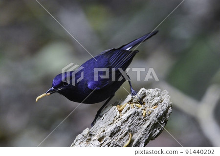 Beautiful dark blue white-tailed robin found in national parks in Southeast Asia such as Taiwan, Vietnam, Thailand and Malaysia Beautiful dark blue white-tailed robin found in national parks in Southeast Asia such as Taiwan, Vietnam, Thailand and Malaysia 91440202